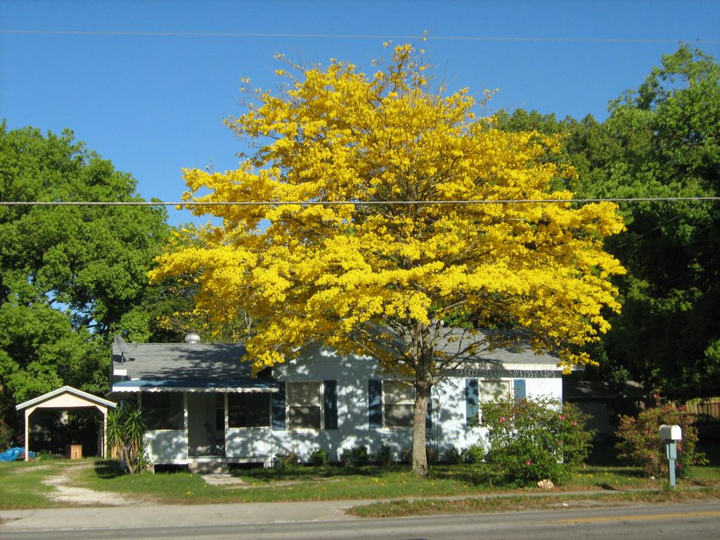 Pictures for Hardy Golden Trumpet Tree Growers Inc. in Ocoee, FL 34761