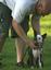 Scotch Pines Dog Training