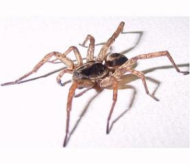 Speedy Pest Control - Lutherville Timonium, MD