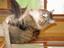 Provided by The Cats Cottage Inn LLC, New Richland 