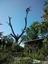 Albuquerque Tree Care
