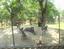 Provided by All Good Dogs Pet Resort, White City 