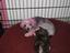 Provided by The Pink Poodle, Lake Alfred 