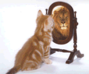 A-cat-mirror-lion-Lethal_full.gif