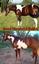 GOOD SHEPHERD RANCH 