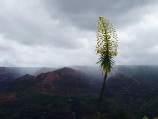 iliau_waimeacanyon.jpg