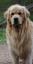 Provided by Church Mountain Kennel, Broadway 