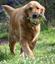 Provided by Church Mountain Kennel, Broadway 