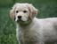 Provided by Church Mountain Kennel, Broadway 