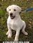 Provided by Prize My Eyes Labrador Retrievers, Saint Martinville 