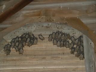 The Bat Guy / Wildlife Control - Mount Olive, IL