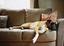 dog on couch.jpg