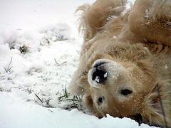 snow dog.jpg