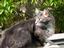 Laughing Nua Animal Reiki
