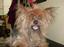 Provided by Hair of The Dog Inc, Rockton 