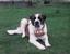 Provided by Hair of The Dog Inc, Rockton 