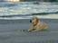 Provided by OCEANDOGS Company, Newburyport 