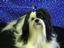 Pampered Pet Salon