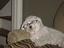 Best Friends Pet Grooming Inc