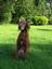 Provided by Bears Lair Lodge & Game Farm, Puposky 