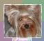 Quibus Paws Pet Boutique & Grooming Salon