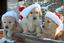  Country Clips Dog Grooming