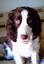 Provided by Pet Sitter 4 Paws, Xenia 