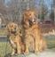 Provided by "Paws"itive Love Dog Training, Scranton 