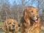 Provided by "Paws"itive Love Dog Training, Scranton 