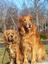 Provided by "Paws"itive Love Dog Training, Scranton 