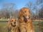 Provided by "Paws"itive Love Dog Training, Scranton 