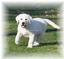 Our Lovable Labs