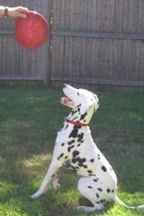 Sturbridge Pet Services - Sturbridge, MA