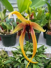  by VALLEY ORCHID SUPPLY Westport 98595 
