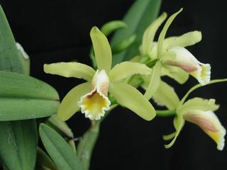  by VALLEY ORCHID SUPPLY Westport 98595 