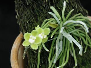  by VALLEY ORCHID SUPPLY Westport 98595 