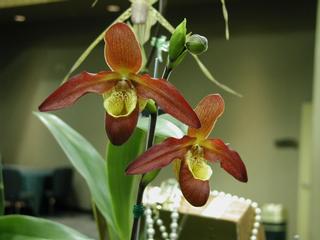  by VALLEY ORCHID SUPPLY Westport 98595 