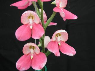  by VALLEY ORCHID SUPPLY Westport 98595 