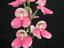 Provided by VALLEY ORCHID SUPPLY, Westport 