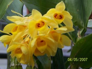  by VALLEY ORCHID SUPPLY Westport 98595 