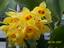 Provided by VALLEY ORCHID SUPPLY, Westport 