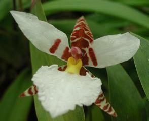  by VALLEY ORCHID SUPPLY Westport 98595 