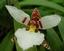 Provided by VALLEY ORCHID SUPPLY, Westport 