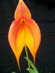 by VALLEY ORCHID SUPPLY Westport 98595 