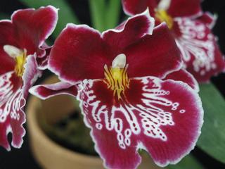  by VALLEY ORCHID SUPPLY Westport 98595 