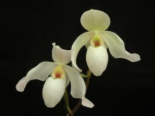  by VALLEY ORCHID SUPPLY Westport 98595 