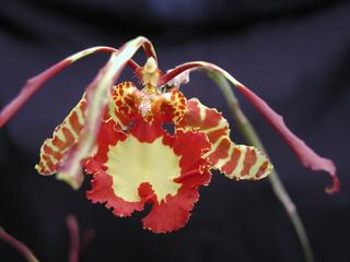  by VALLEY ORCHID SUPPLY Westport 98595 