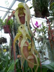 by VALLEY ORCHID SUPPLY Westport 98595 