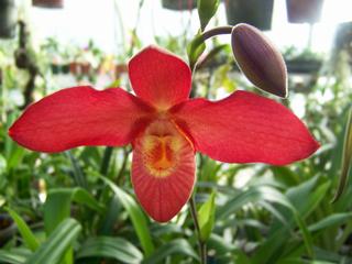  by VALLEY ORCHID SUPPLY Westport 98595 