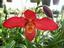 Provided by VALLEY ORCHID SUPPLY, Westport 